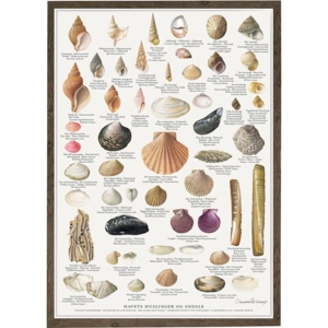 MUSSELS AND SNAILS - Poster A2