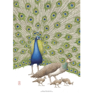 ART PRINT A3 - ZOO Peacock