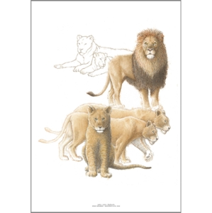 ART PRINT A3 – ZOO Lion