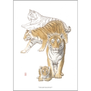 ART PRINT A3 - ZOO Tiger