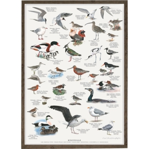 COASTAL BIRDS - A2 Poster