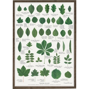TREE LEAVES - Poster A2
