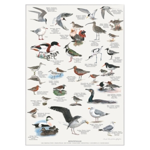 A4 Print - Coastal Birds