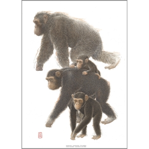 PRINT A4 - ZOO Chimpanzee