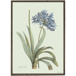 Agapanthus - ART PRINT - CHOOSE SIZE