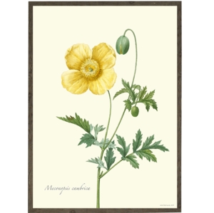 Yellow Poppy - ART PRINT - CHOOSE SIZE