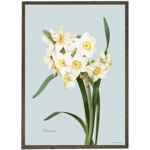 Narcissus - ART PRINT - CHOOSE SIZE