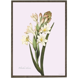 Tuberose - ART PRINT - CHOOSE SIZE