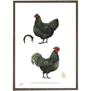 Australorps - Chicken - Art Print - Choose Size