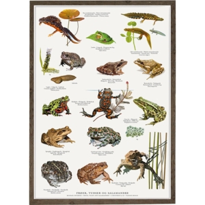 FROGS, TOADS AND SALAMANDERS - Poster A2