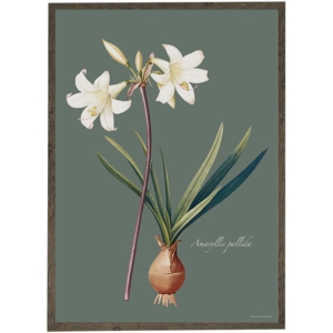 Amaryllis Pallida - ART PRINT - CHOOSE SIZE
