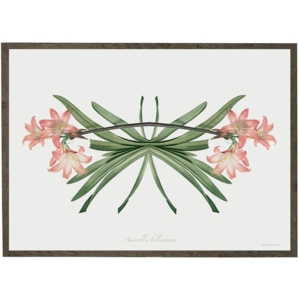 Amaryllis Butterfly - ART PRINT - CHOOSE SIZE