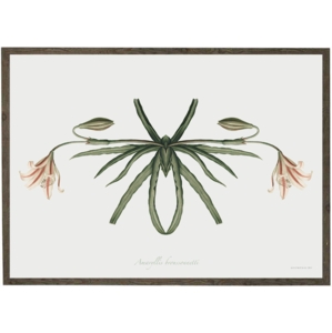 Amaryllis Broussonnetii insect - ART PRINT - CHOOSE SIZE