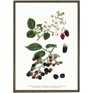 Blackberry - ART PRINT - CHOOSE SIZE