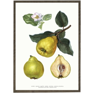 Quince - ART PRINT - CHOOSE SIZE