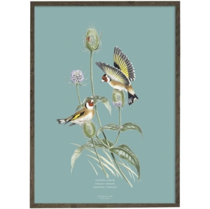 Goldfinch (light blue) - ART PRINT - CHOOSE SIZE