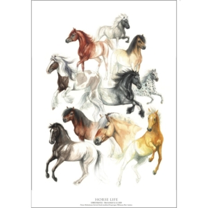 HORSE LIFE (HESTELIV) - Poster A2