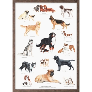 DOG BREEDS - A2 Poster