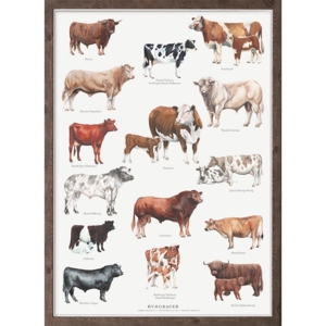 CATTLE BREEDS - A2 Poster