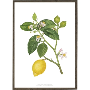 Lemon - ART PRINT - CHOOSE SIZE