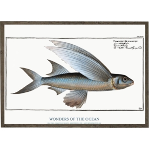 Exocoetus mesogaster - ART PRINT - CHOOSE SIZE