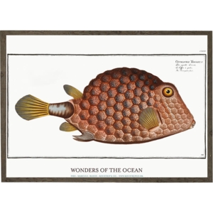 Ostracion trigonus - ART PRINT - CHOOSE SIZE