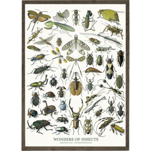 Insects - ART PRINT - CHOOSE SIZE
