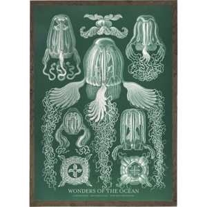 Cubomedusae - Art Print - Choose Size