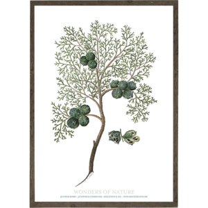 Junipeer berry - ART PRINT - CHOOSE SIZE