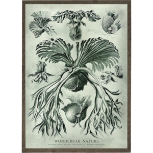 Filicinae - Art Print - Choose Size