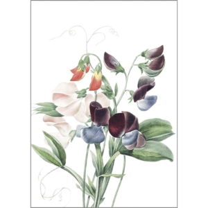 Lathyrus - A5 greeting card