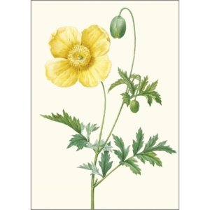 Yellow Poppy - A5 single card