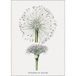 Taraxacum - A5 single card