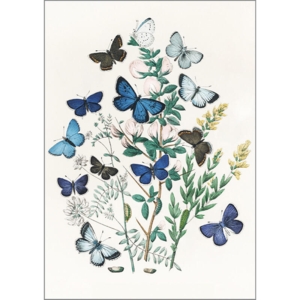 Nordic Butterflies - A5 Single Card