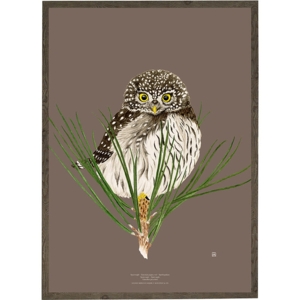 Pygmy Owl - ART PRINT - CHOOSE SIZE