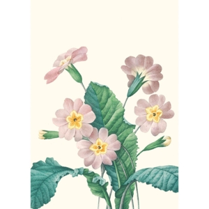 Primula - A5 single card