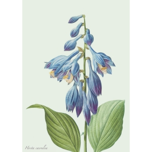 Hosta - A5 single card