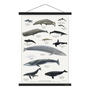 MAGNETSKINNE A2 - Black