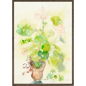 Pelargonium - ART PRINT - CHOOSE SIZE